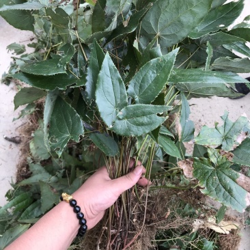 淫羊藿苗淫羊藿种苗淫羊藿大苗淫羊藿种植