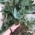 淫羊藿苗淫羊藿种苗淫羊藿大苗淫羊藿种植