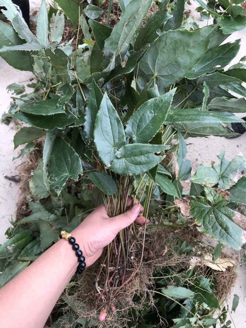 淫羊藿苗淫羊藿种苗淫羊藿大苗淫羊藿种植