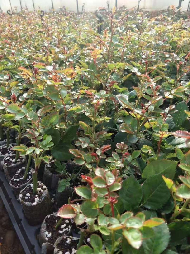 云南昆明直供《四季玫瑰苗》60mm至220mm规格齐全