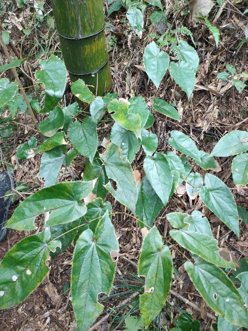 淫羊藿苗淫羊藿种苗淫羊藿大苗淫羊藿种植