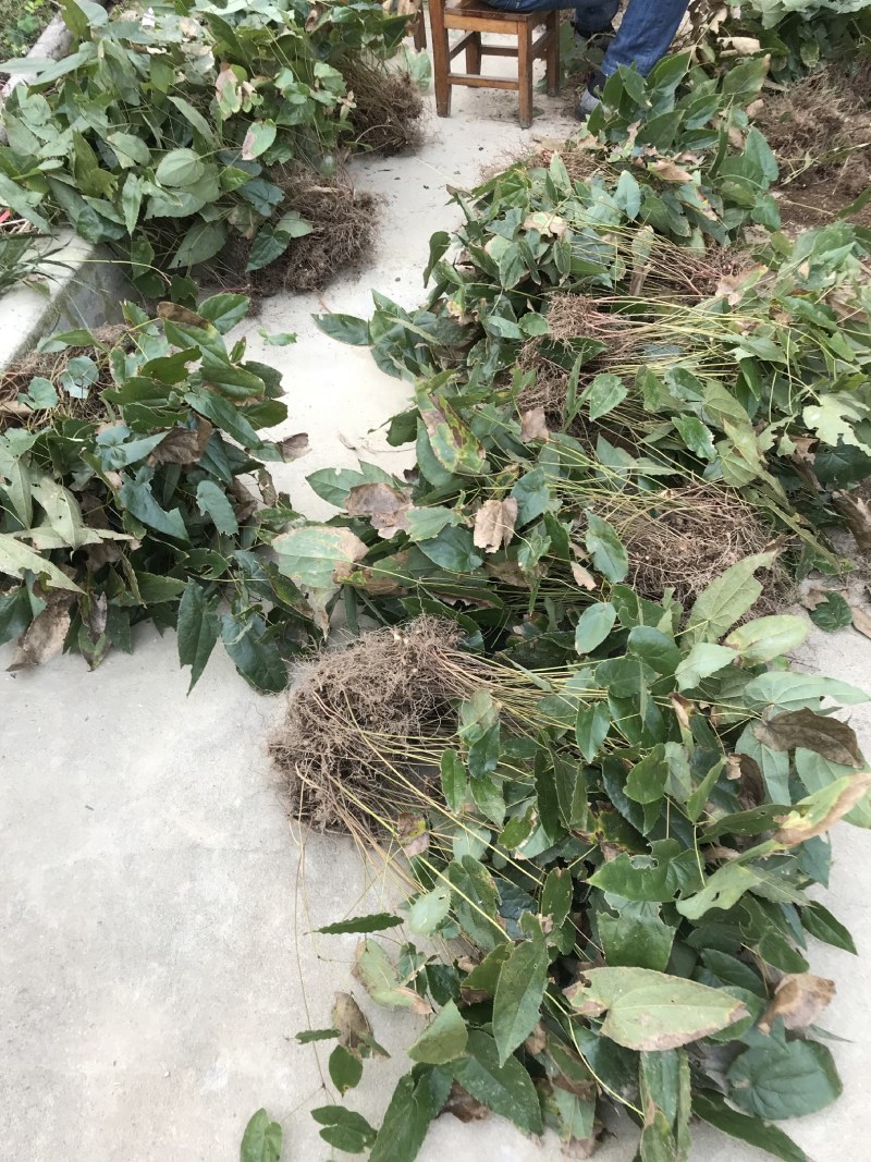 淫羊藿苗淫羊藿种苗淫羊藿大苗淫羊藿种植