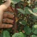 云南昆明直供《四季玫瑰苗》60mm至220mm规格齐全