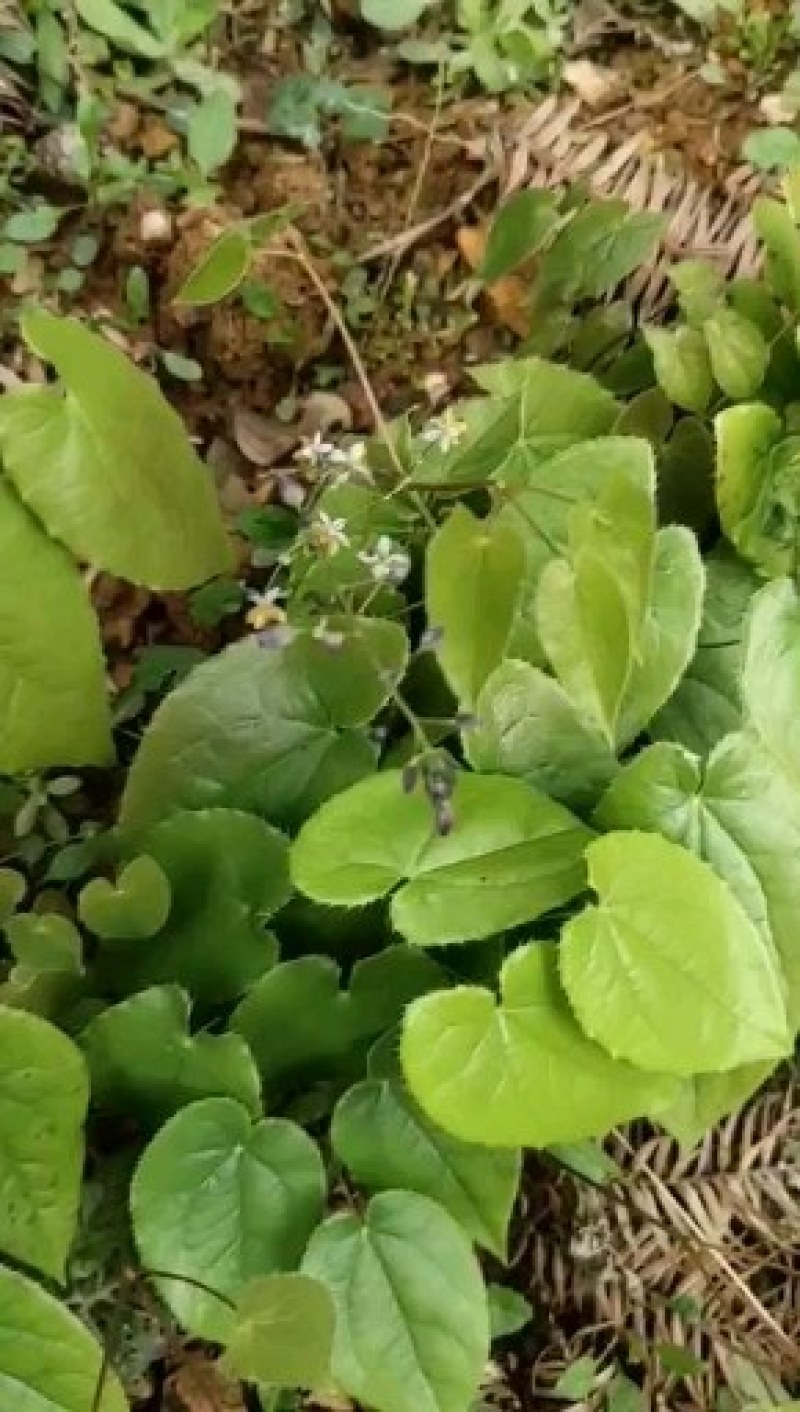 淫羊藿苗淫羊藿种苗淫羊藿大苗淫羊藿种植