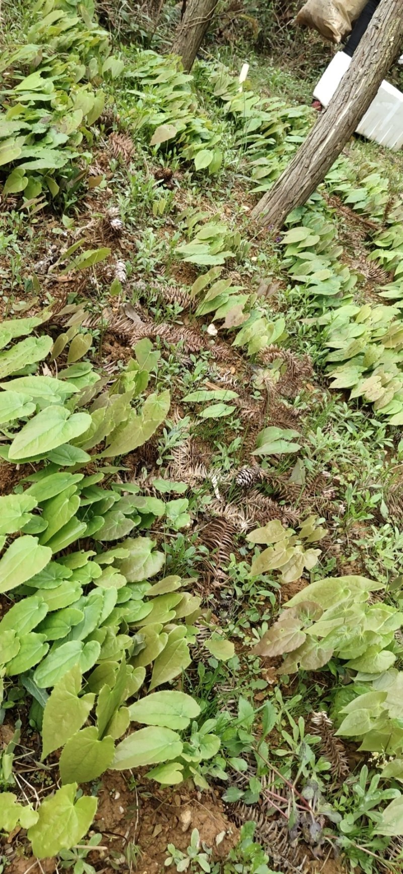 淫羊藿苗淫羊藿种苗淫羊藿大苗淫羊藿种植