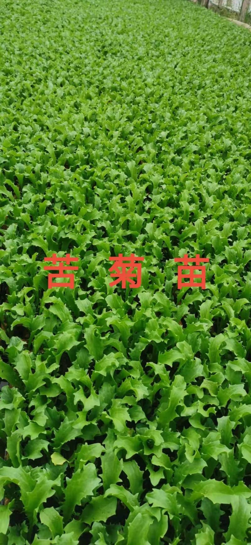 苦菊苗，根系发达，专业育苗技术，品种优良，量大从优！