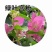 三角梅小苗基地批发，喜欢的老板下方留言谢谢老扳们