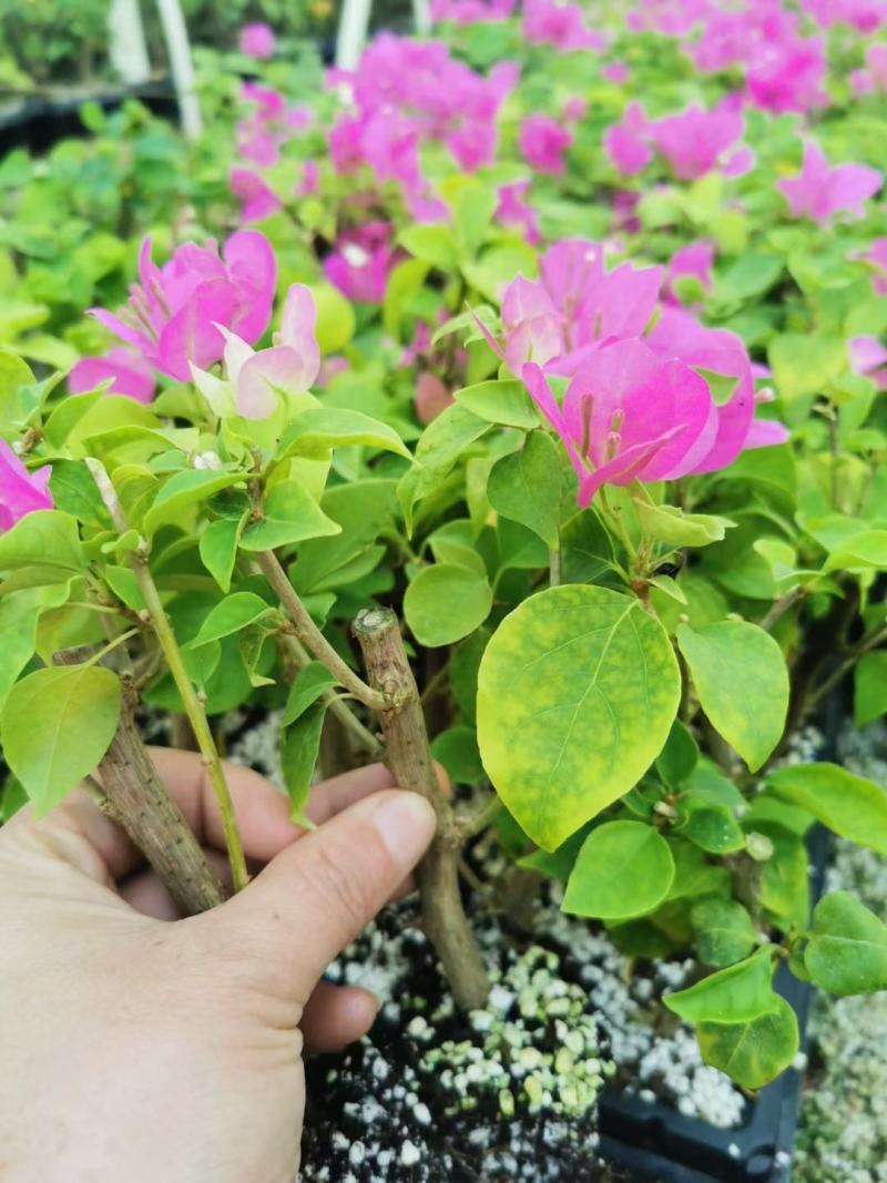 三角梅小苗基地批发，喜欢的老板下方留言谢谢老扳们