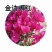 三角梅小苗基地批发，喜欢的老板下方留言谢谢老扳们