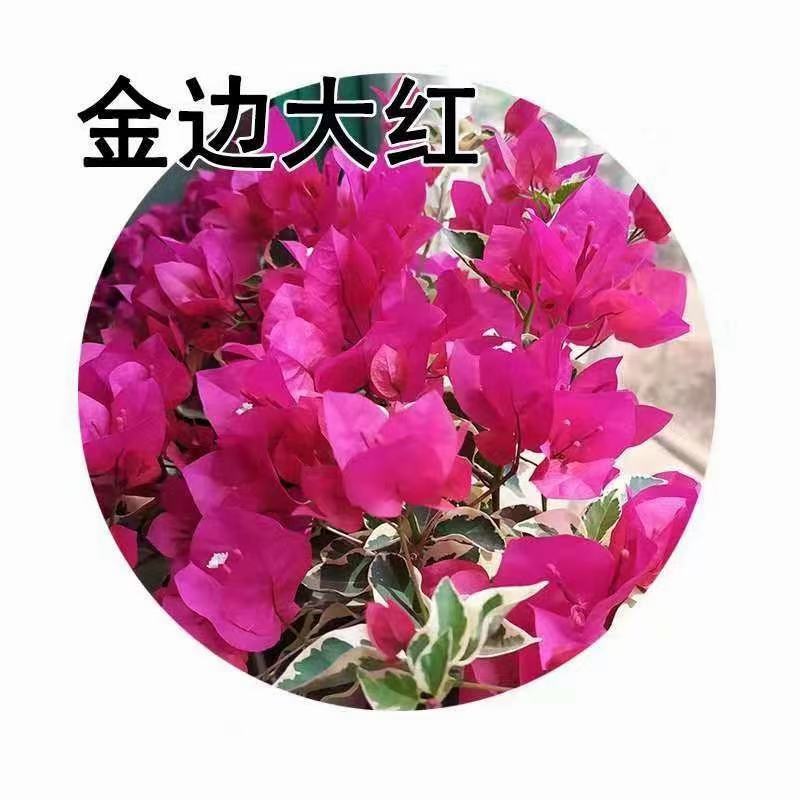 三角梅小苗基地批发，喜欢的老板下方留言谢谢老扳们