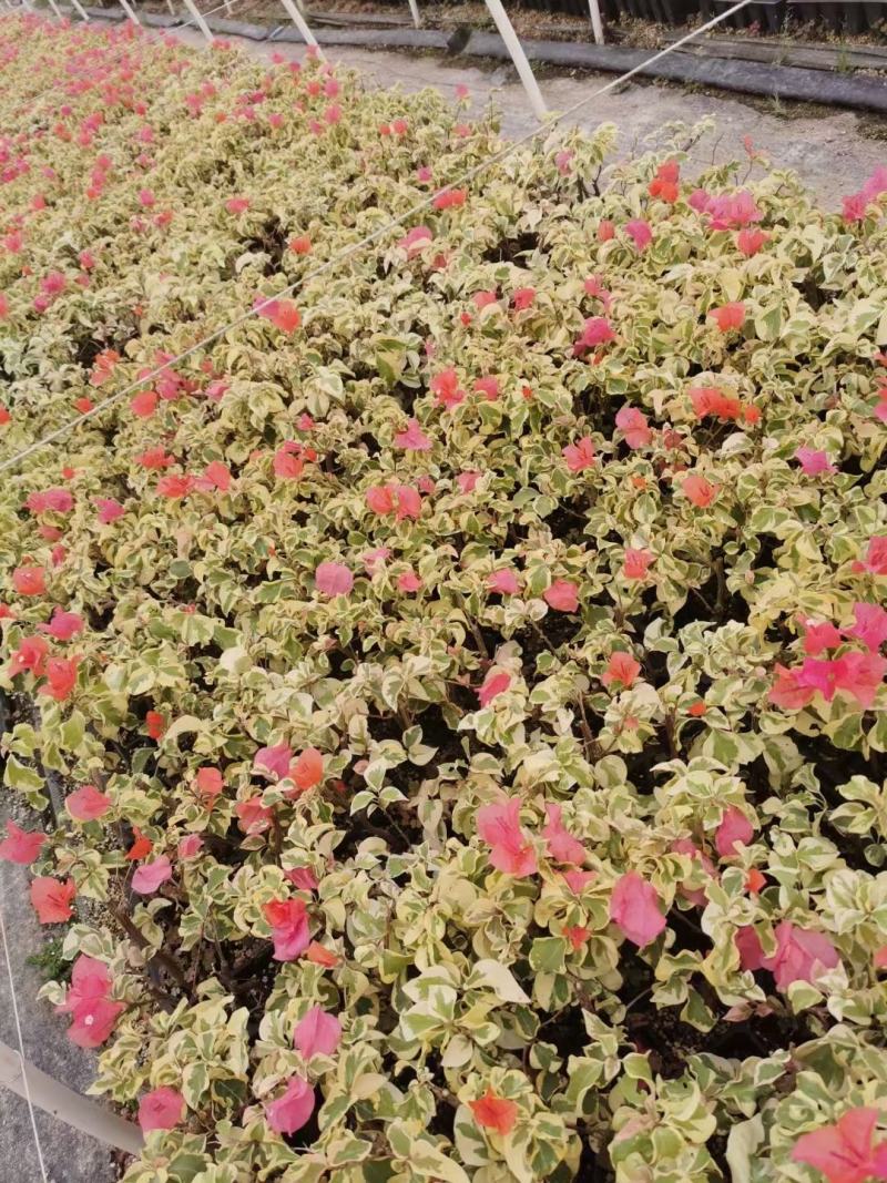 三角梅小苗基地批发，喜欢的老板下方留言谢谢老扳们