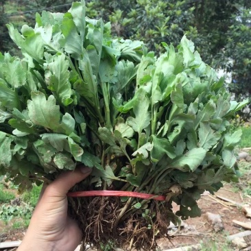【菊花】黄山贡菊，七月菊，包技术指导干花产品包回收