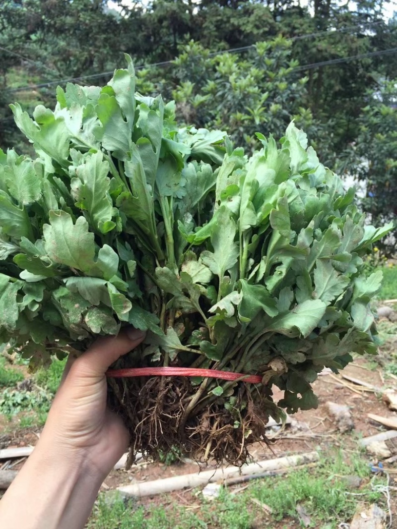 【菊花】黄山贡菊，七月菊，包技术指导干花产品包回收