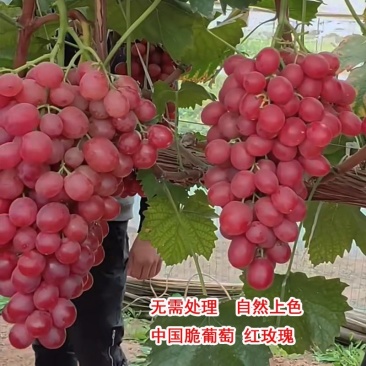 中国红玫瑰葡萄，脆甜多汁，新品种晚熟品种