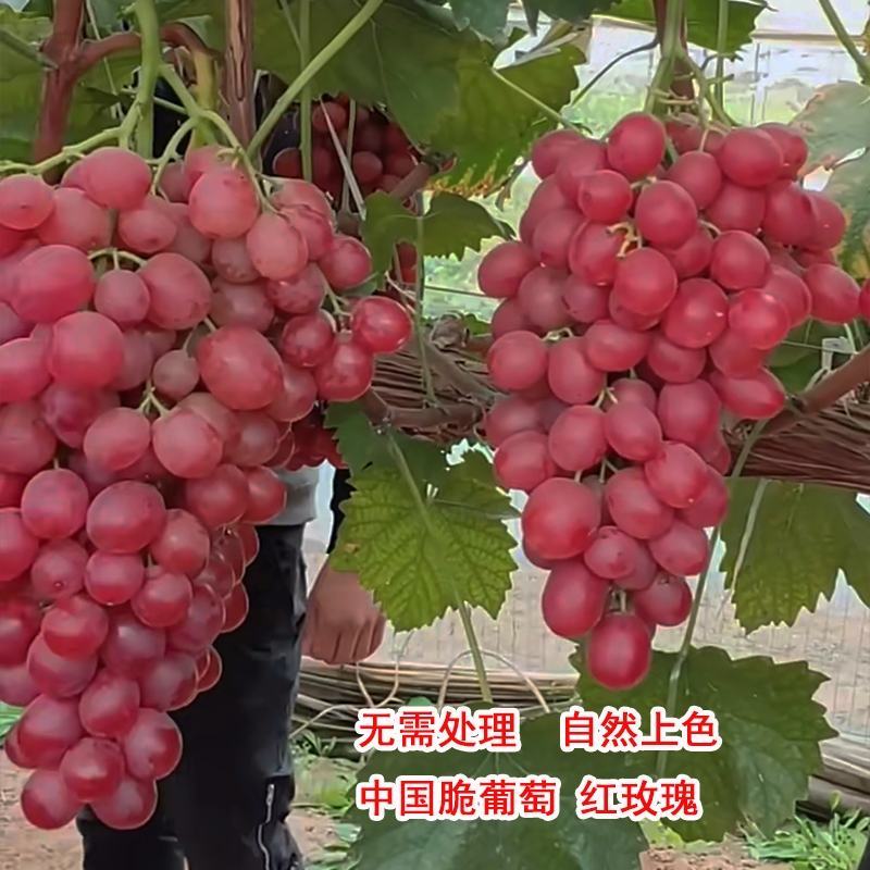 中国红玫瑰葡萄，脆甜多汁，新品种晚熟品种