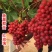 中国红玫瑰葡萄，脆甜多汁，新品种晚熟品种