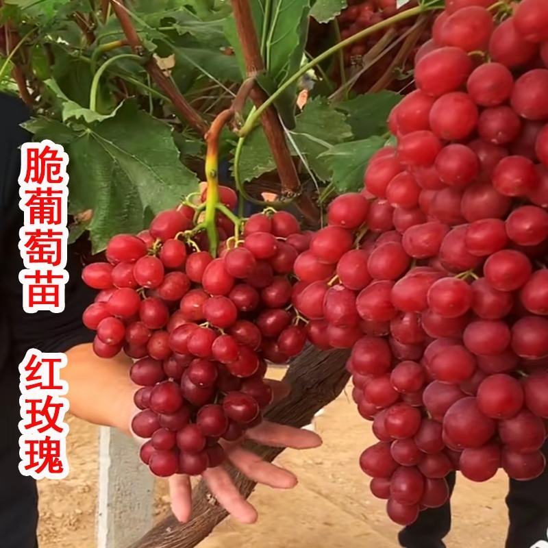 中国红玫瑰葡萄，脆甜多汁，新品种晚熟品种