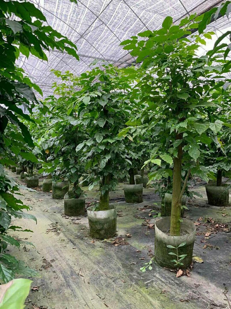 重庆绿宝树，幸福树四季常青，室内净化空气规格齐全视频看货