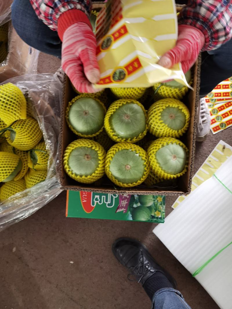 山东聊城香瓜甜瓜大量供应
