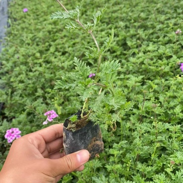 美女樱绿化工程苗基地直销
