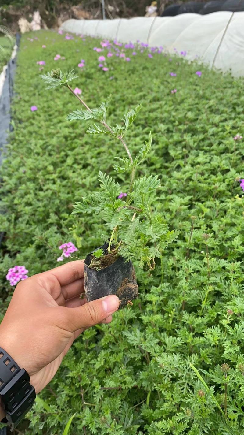 美女樱绿化工程苗基地直销