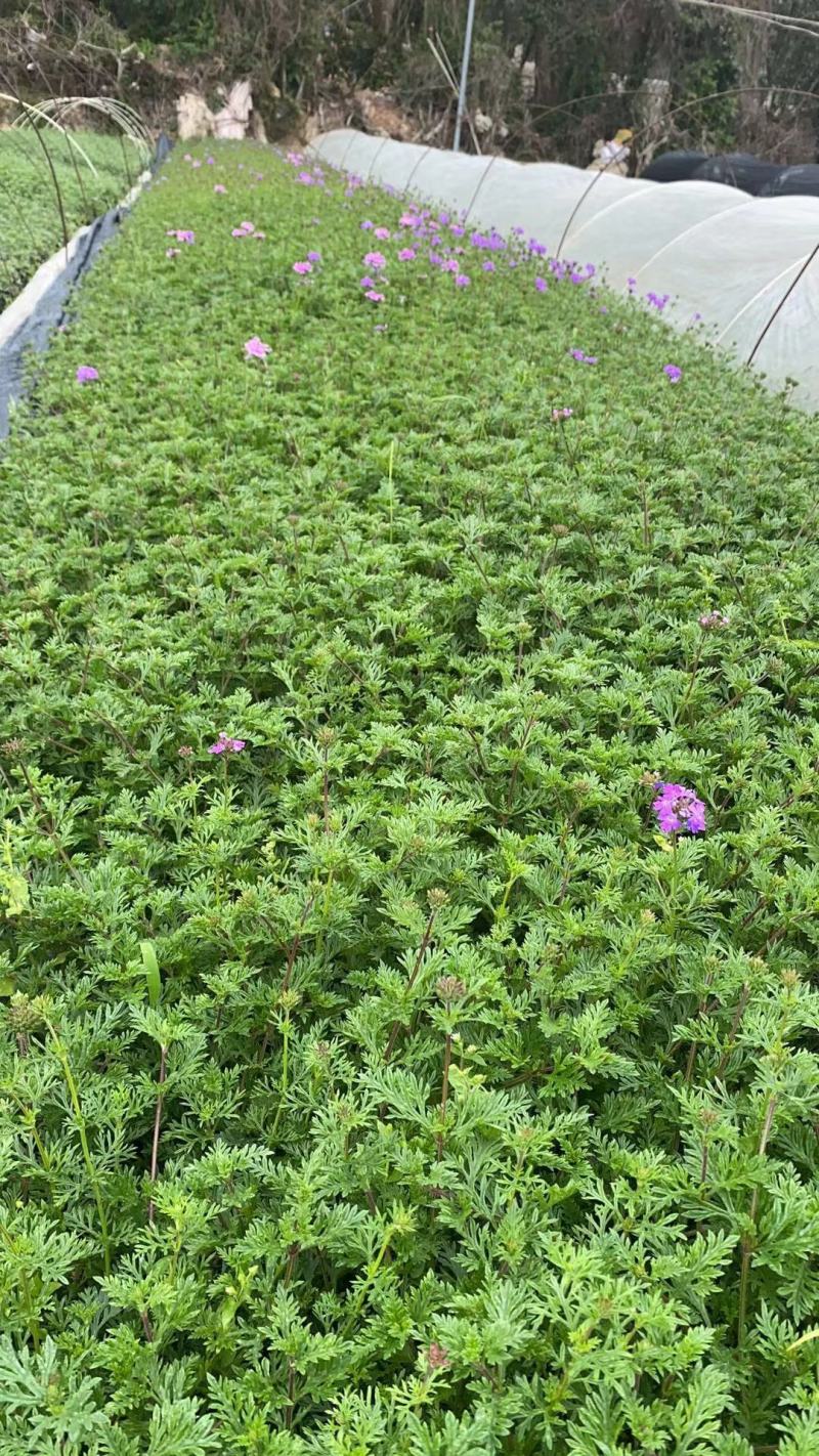 美女樱绿化工程苗基地直销