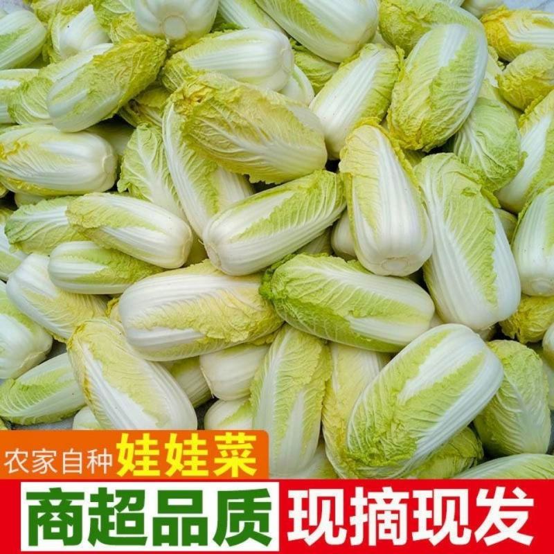 兰州，精品黄心娃娃菜，无烧心，无虫眼，无嘛点，颜色鲜嫩！