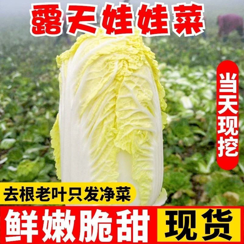 精品娃娃菜，纯黄，万亩基地直发！欢迎合作