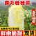 兰州，精品黄心娃娃菜，无烧心，无虫眼，无嘛点，颜色鲜嫩！