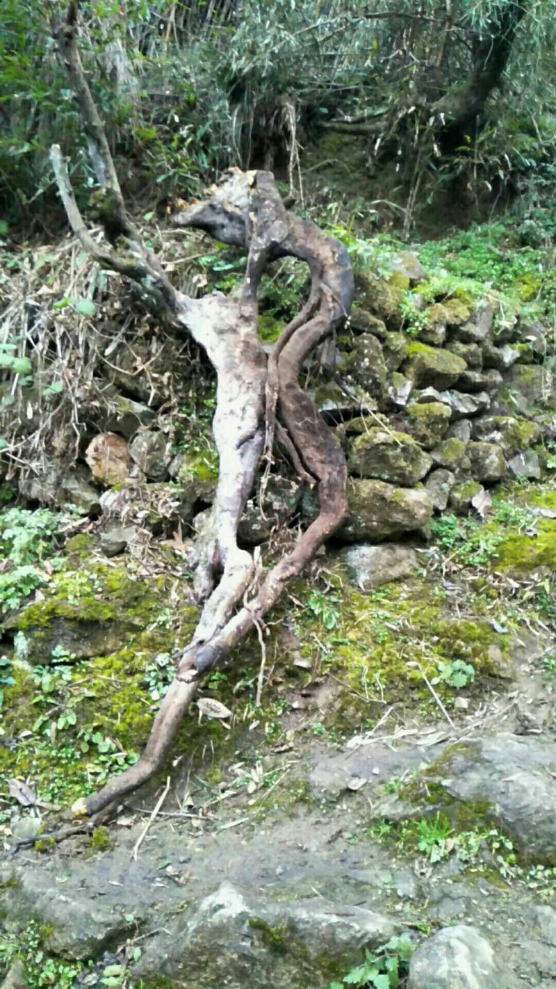 金蛋子下山桩，熟桩枝条