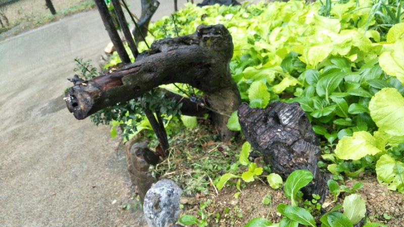 金蛋子下山桩，熟桩枝条