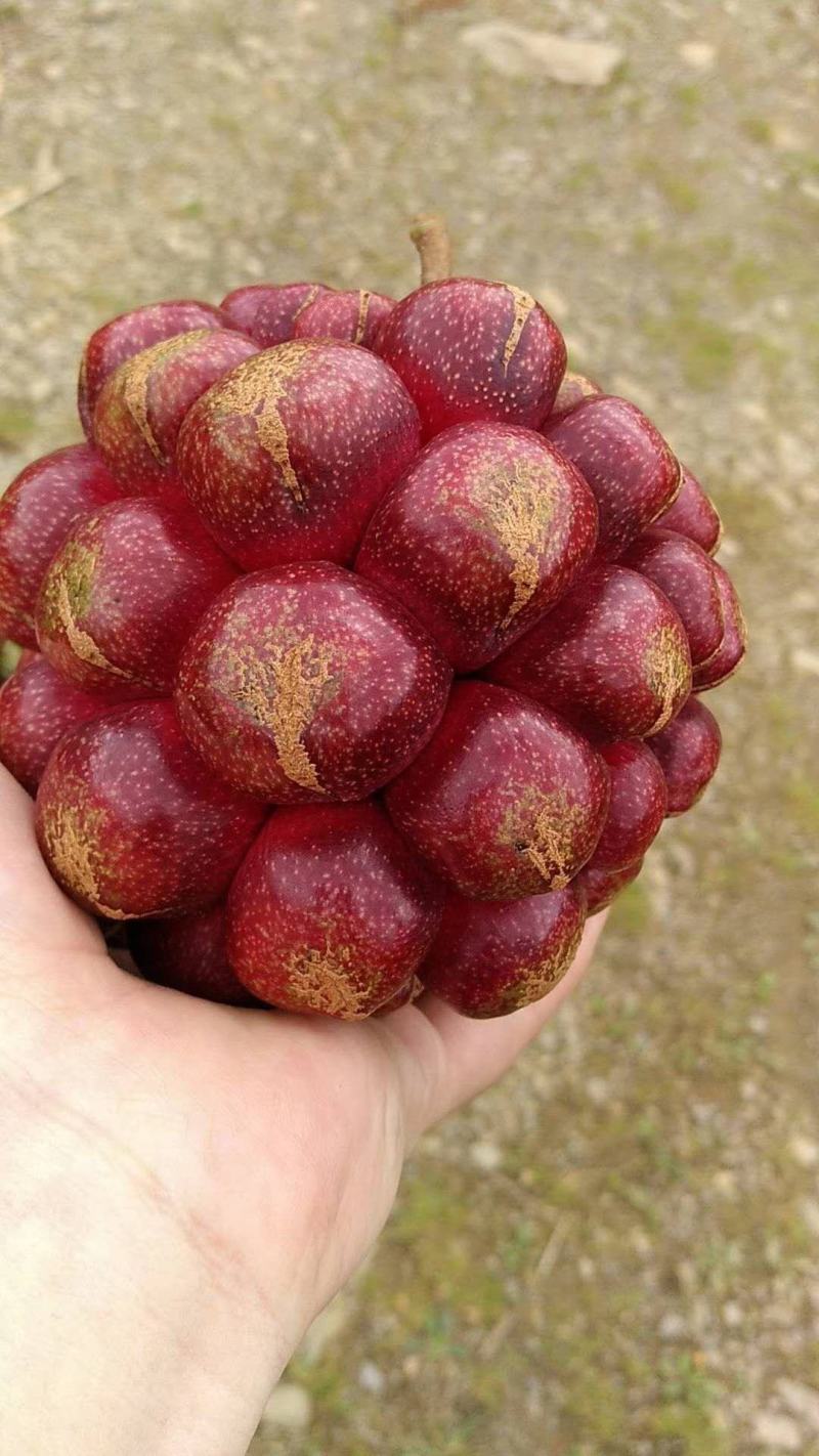 黑老虎，水果可以联系