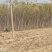 占地核桃树两三公分量大低价处理