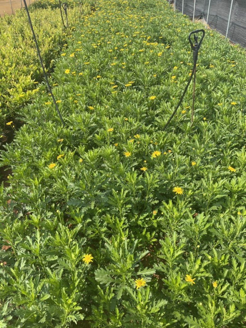 木春菊出售货多质量好服务有保障自己扦插繁殖