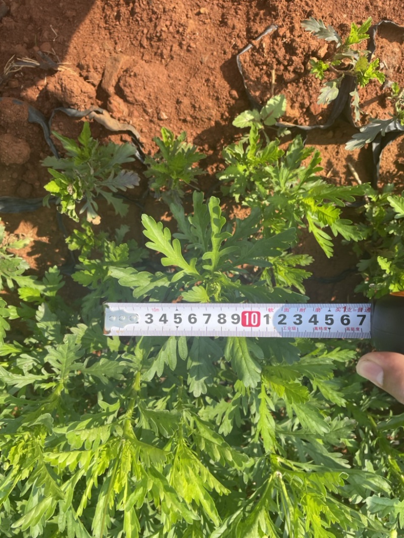 木春菊出售货多质量好服务有保障自己扦插繁殖