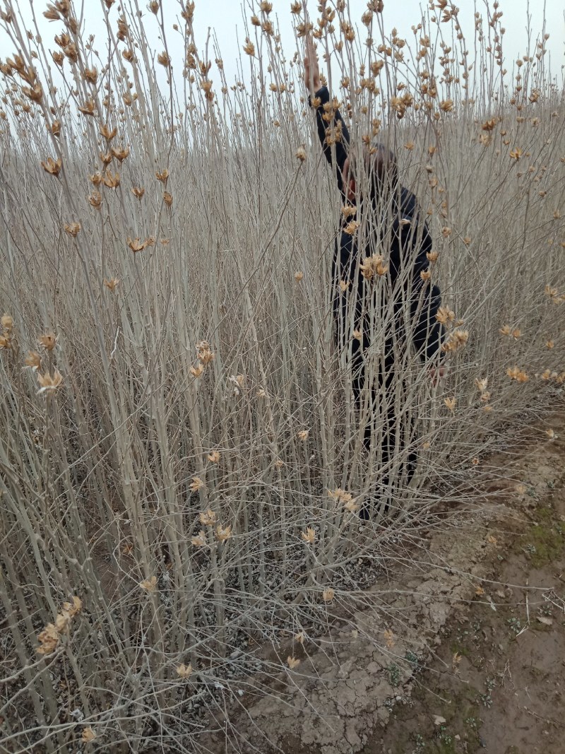 木槿绿化苗丛生苗落叶灌木