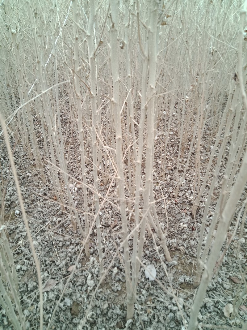 木槿绿化苗丛生苗落叶灌木