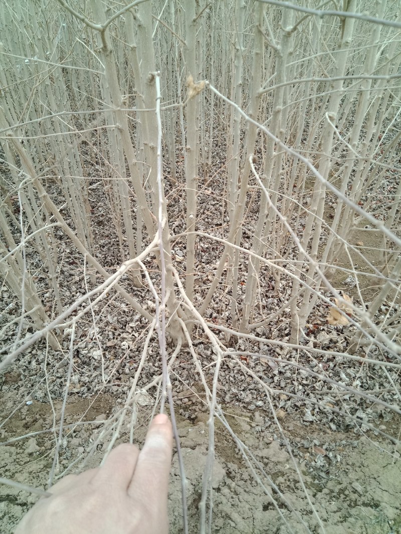木槿绿化苗丛生苗落叶灌木