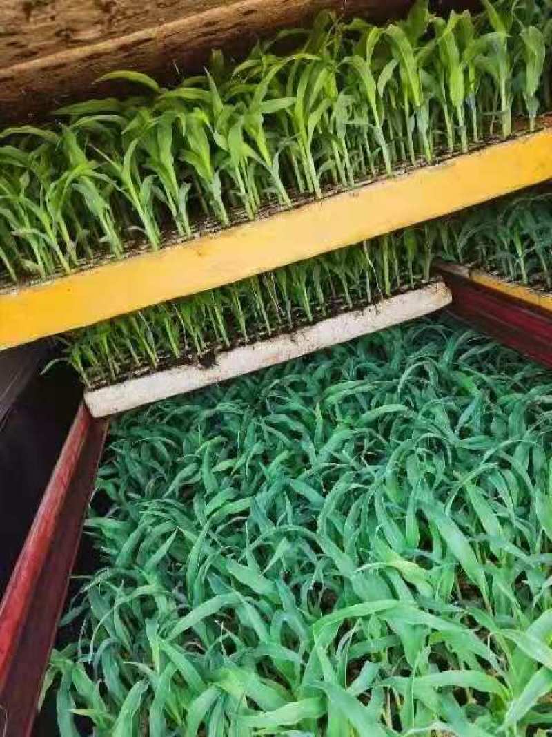 包谷，根系发达，专业育苗技术，量大从优，欢迎来电！