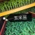包谷，根系发达，专业育苗技术，量大从优，欢迎来电！