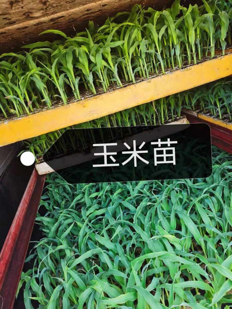 包谷，根系发达，专业育苗技术，量大从优，欢迎来电！