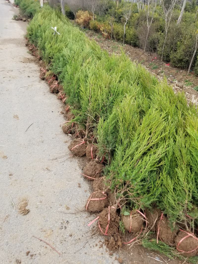 （塔柏）一手货源，苗圃直销蜀桧50~60cm