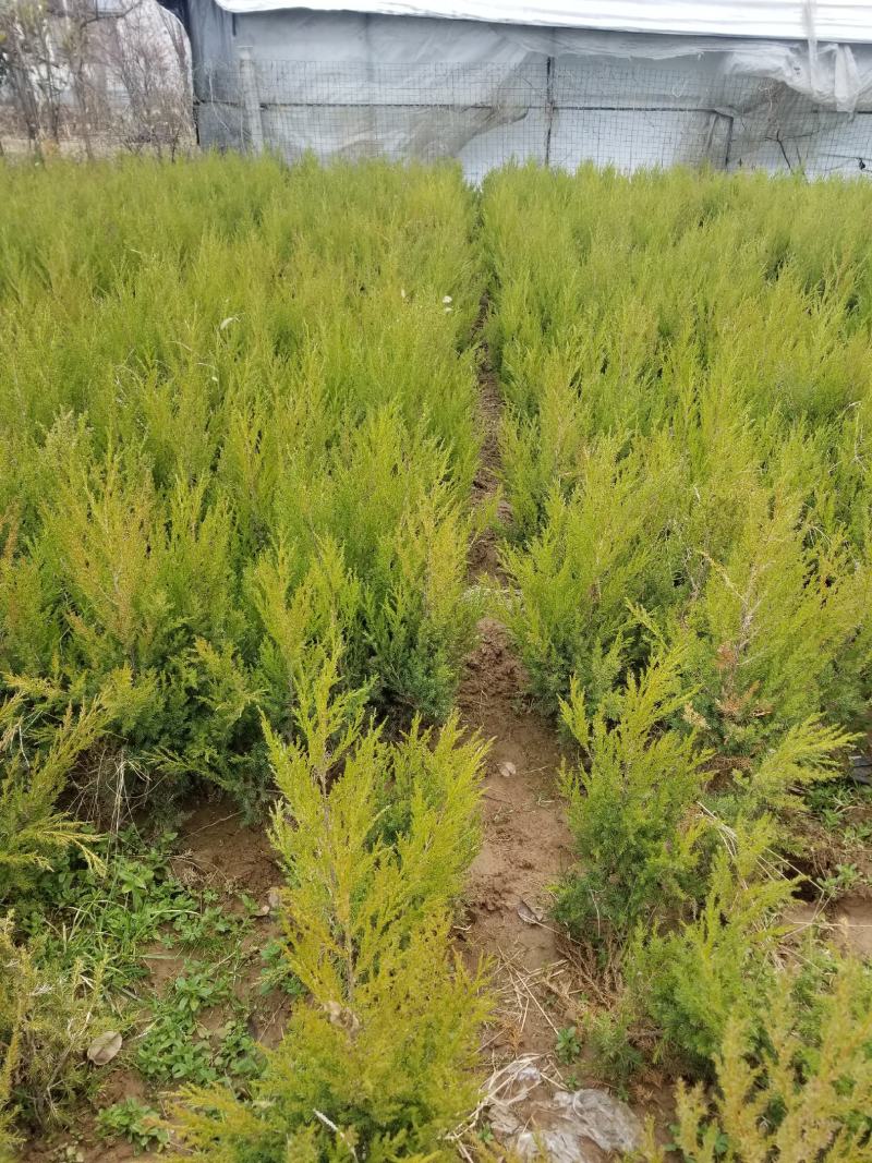 （塔柏）一手货源，苗圃直销蜀桧50~60cm