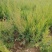 （塔柏）一手货源，苗圃直销蜀桧50~60cm