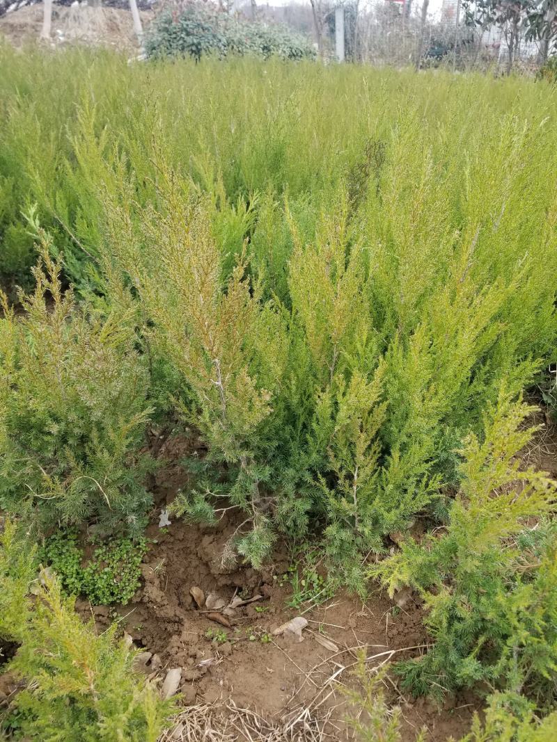 （塔柏）一手货源，苗圃直销蜀桧50~60cm