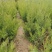 （塔柏）一手货源，苗圃直销蜀桧50~60cm