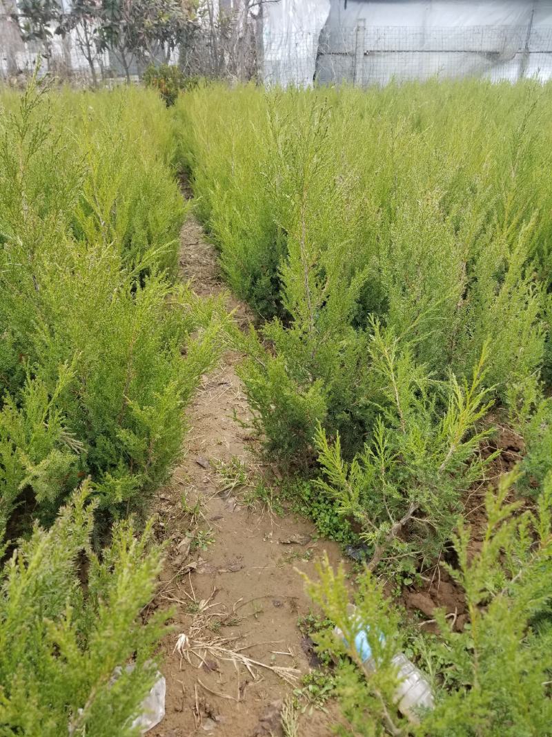 （塔柏）一手货源，苗圃直销蜀桧50~60cm