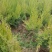 （塔柏）一手货源，苗圃直销蜀桧50~60cm