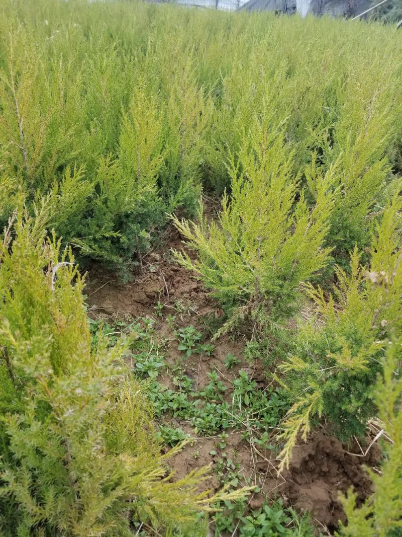 （塔柏）一手货源，苗圃直销蜀桧50~60cm
