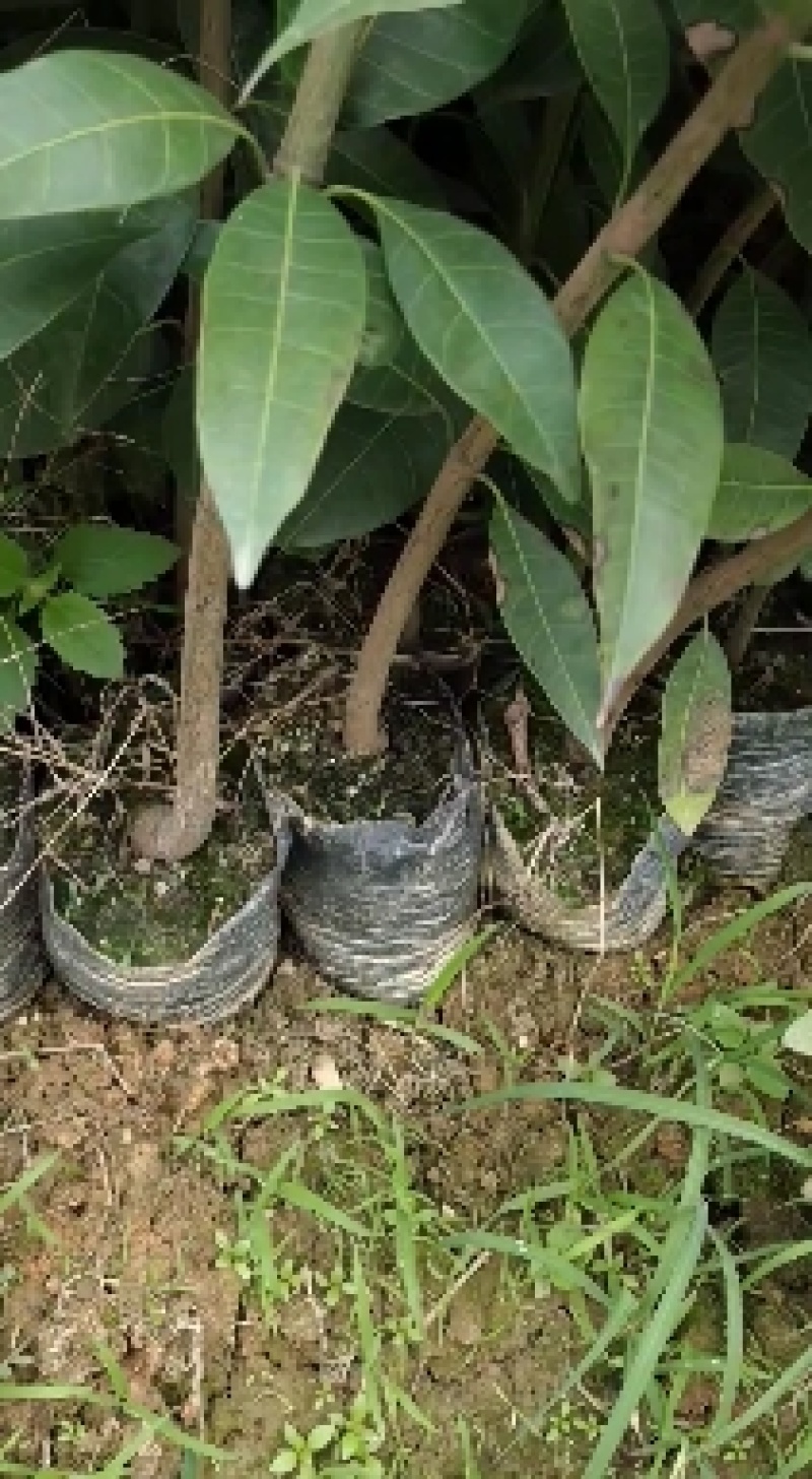 芒果杯苗，台农金煌移植杯苗高度嫁接口25公分以上